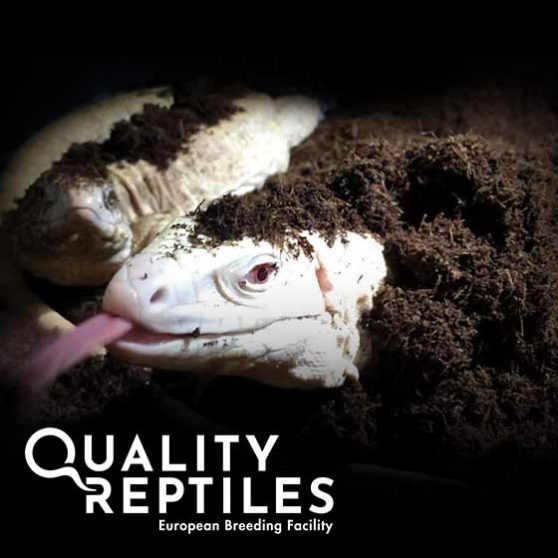 Excavator Clay Burrowing Substrate 4,5 kg Quality Reptiles