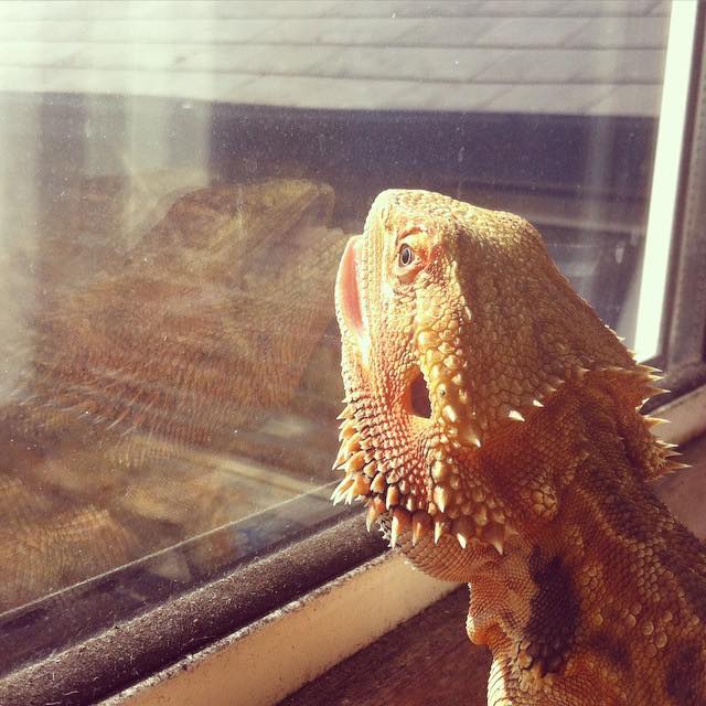 Kan uv licht door glas? Quality Reptiles